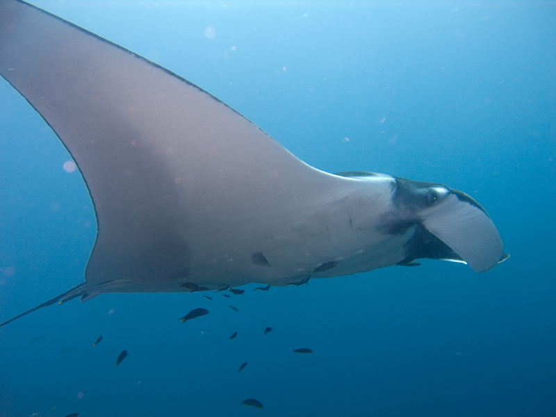 Manta rays could be lost before they are understood