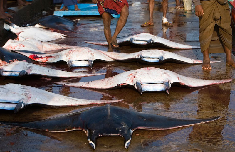 Huge rise in ray hunting threatens ocean’s ‘gentle giants’