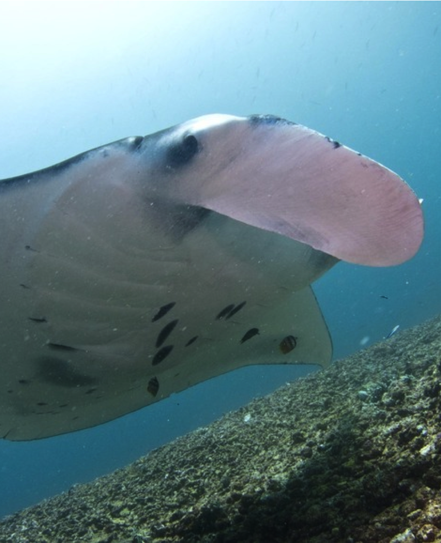 Australia takes action to protect manta rays - MantaWatch