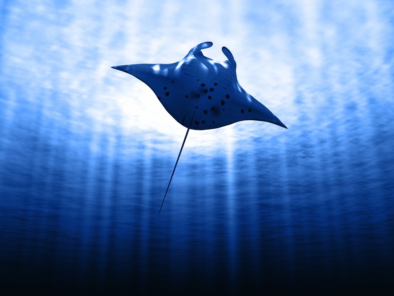 Komodo Dive Operators, MantaWatch Pivotal in Establishing Shark, Manta Ray Sanctuary