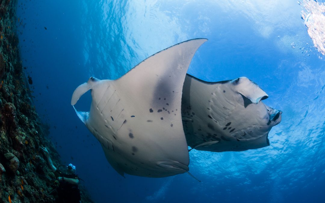 Manta protection recommended by Indonesia’s scientists