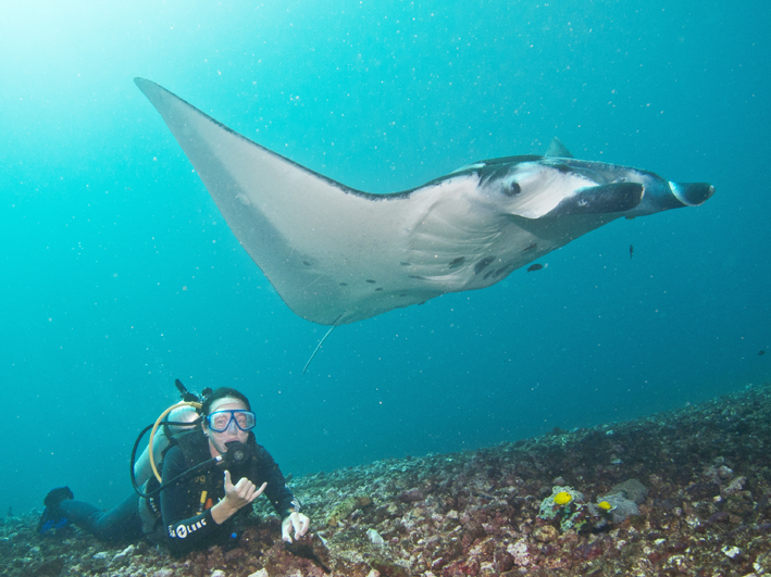 Mantas Give Clues on a Future ‘Blue Economy’