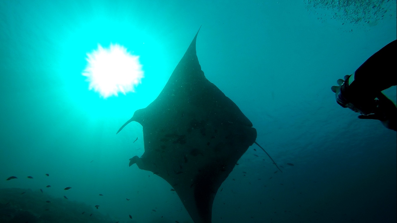 Day 19 Learning About Advanced Manta Research with Conservation